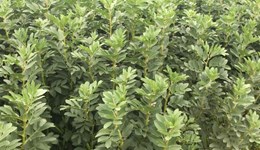 Vale of Belvoir Monitor Farm Meeting - A fresh look at crop nutrition